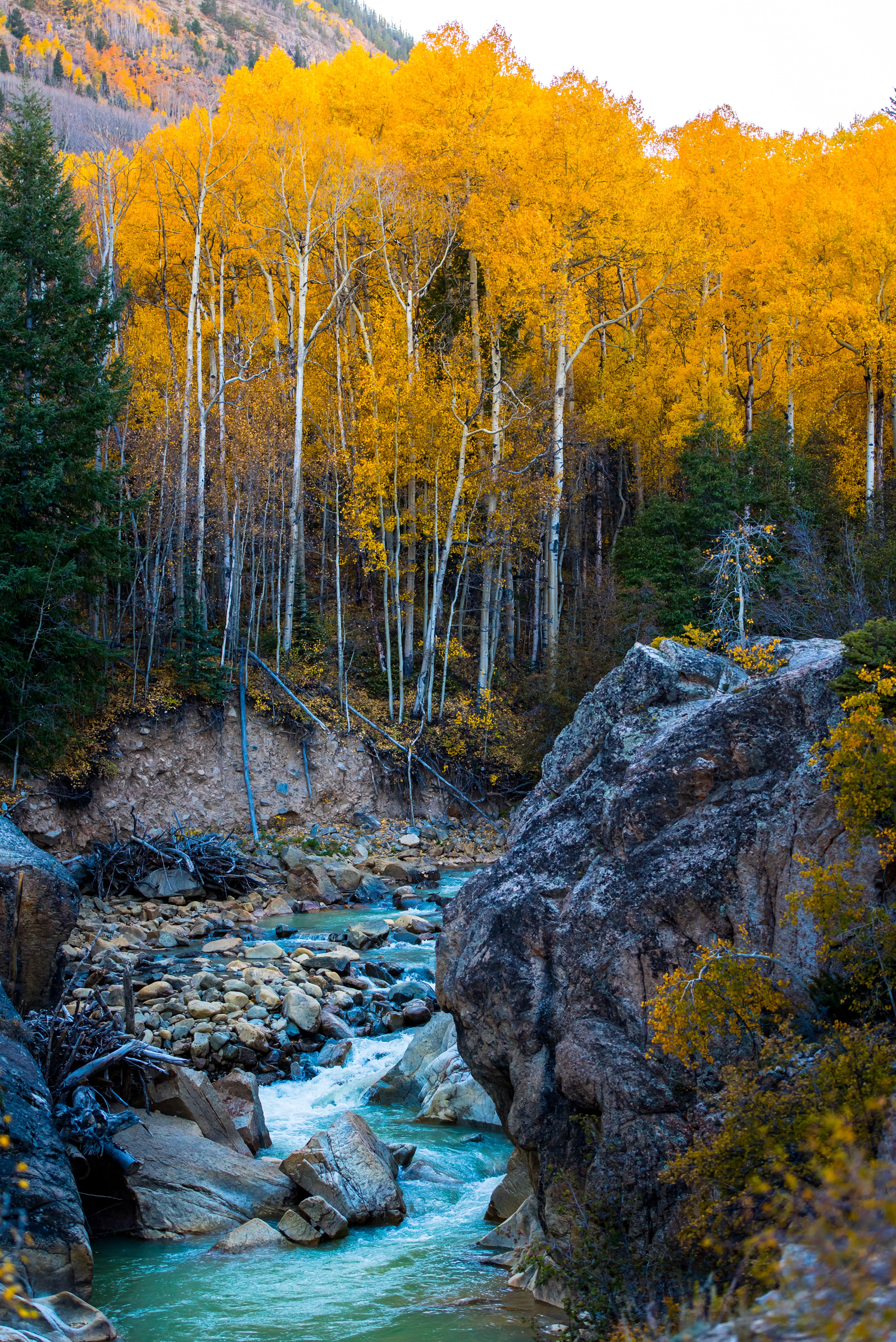 forest near body of water under blue sky