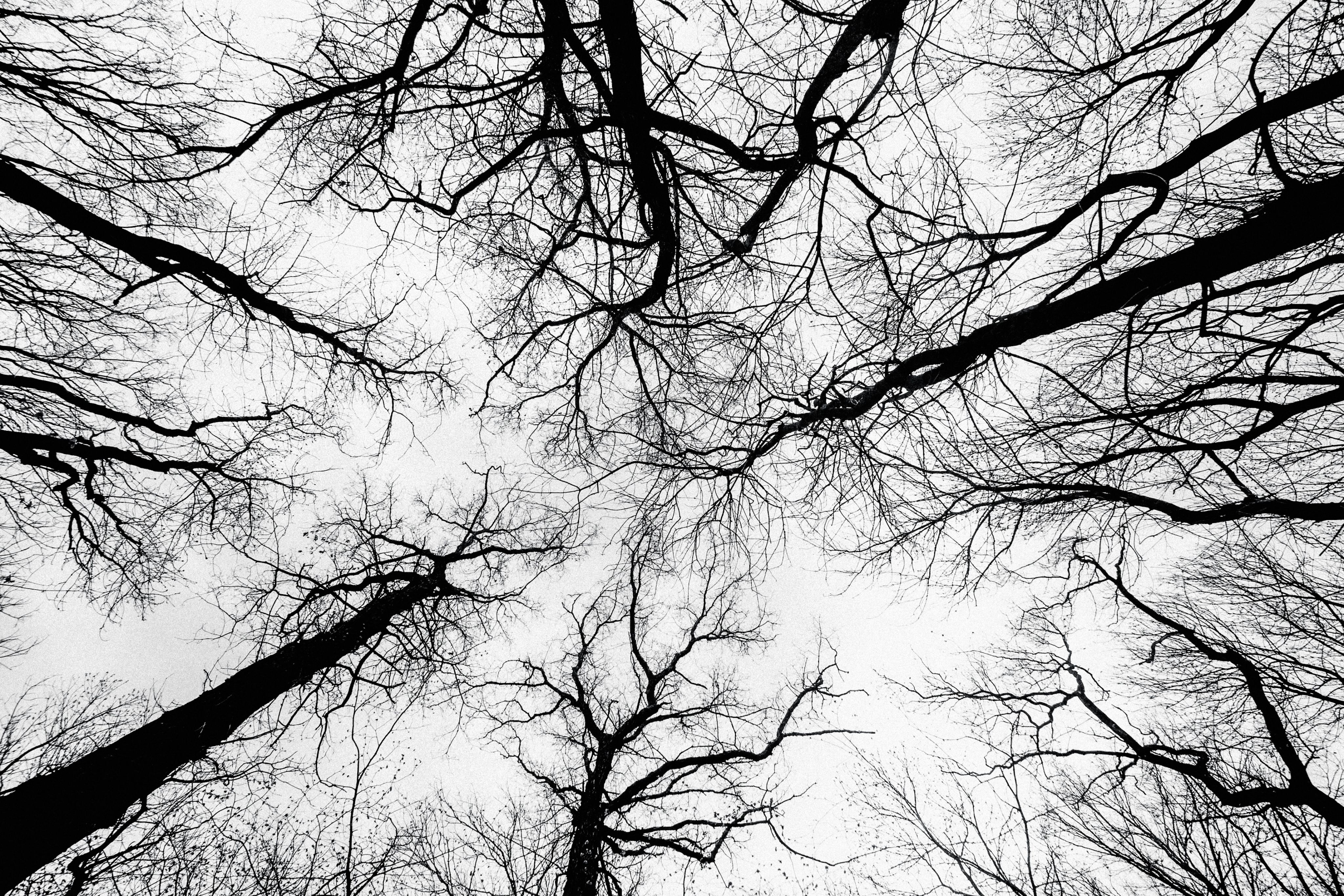 bare tree photography